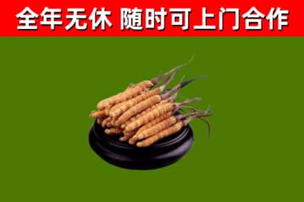 旅顺口区烟酒回收冬虫夏草.jpg